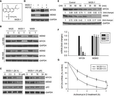 MYCN mRNA degradation and cancer suppression by a selective small-molecule inhibitor in MYCN-amplified neuroblastoma